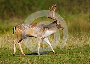 Fallow Deer Buck Strutting. photo