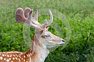 Fallow Deer Buck with velvet covered antlers, Warwickshire, England.