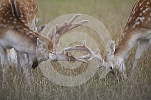 Fallow Deer Bucks