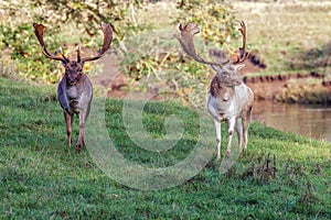 Fallow Deer Bucks- Dama dama parallel walking.