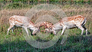 Fallow Deer Bucks fighting in a country park.