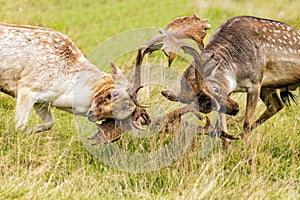 Fallow Deer Bucks fighting during the rut.