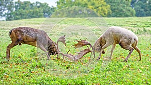 Fallow Deer Bucks locking antlers as they fight during the rutting season.