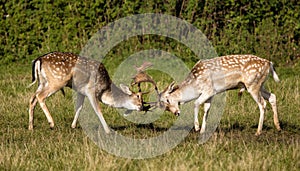 Fallow Deer Bucks Sparring.