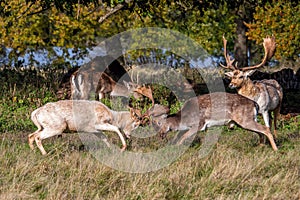 Fallow Deer Bucks sparring in a country park.