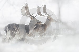 Fallow Deer Bucks in Winter Setting