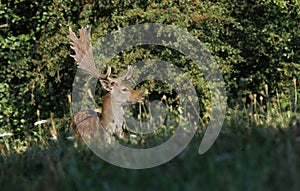 A fallow deer bull (Dama dama).