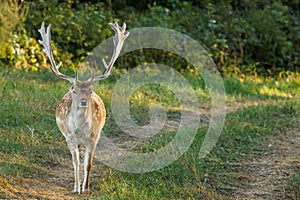 A fallow deer bull (dama dama)