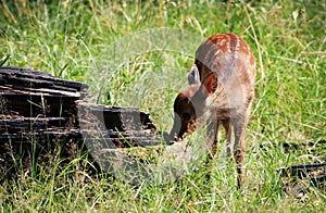 Fallow deer calf in Klampenborg, Denmark