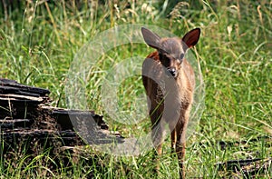 Fallow deer calf in Klampenborg, Denmark