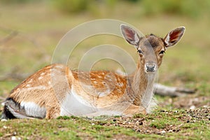Fallow deer calf relaxing