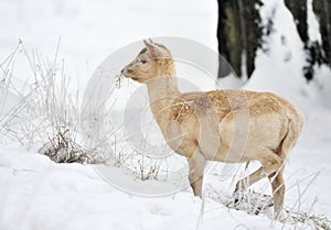 Fallow deer calf in winter