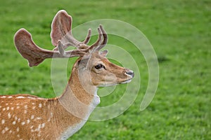 Fallow deer in a clearing, a portrait