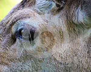 Fallow deer close up detailed area of eye
