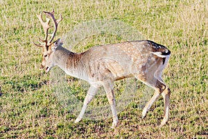 Fallow deer closeup