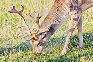 Fallow deer closeup