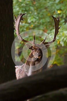 Fallow deer in colorful forest during autumn,Slovakia