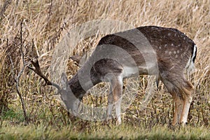 fallow-deer Common Daniel Dama dama -  species of mammal from the deer family.  males grazing in the meadow