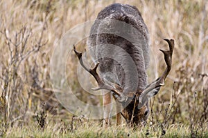 fallow-deer Common Daniel Dama dama -  species of mammal from the deer family.  males grazing in the meadow