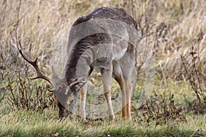 fallow-deer Common Daniel Dama dama -  species of mammal from the deer family.  males grazing in the meadow