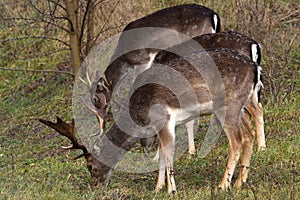 fallow-deer Common Daniel Dama dama - a species of mammal from the deer family.three males grazing in the meadow