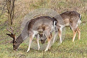 fallow-deer Common Daniel Dama dama - a species of mammal from the deer family. two males grazing in the meadow