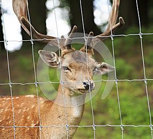 Fallow deer