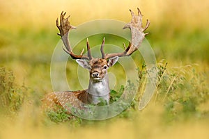 Fallow Deer, Dama dama, in autumn forest, Dyrehave, Denmark. Animal on the forest meadow. Wildlife scene in Europe. Majestic photo