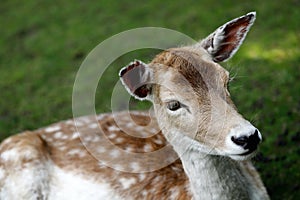 Fallow deer dama dama