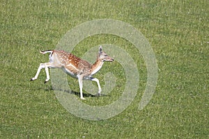 Fallow deer, dama dama photo