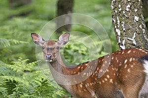 Fallow deer, dama dama photo