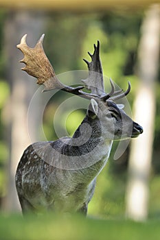 Fallow Deer (Dama dama) photo