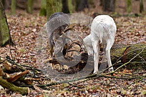 Fallow Deer - Dama Dama