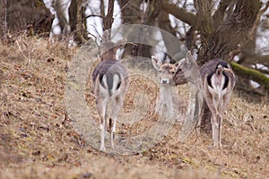 Fallow-deer(Dama dama)