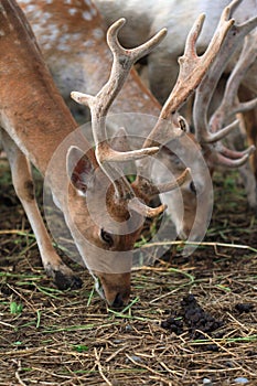 Fallow Deer [Dama dama]