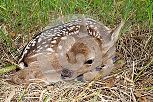 Fallow deer ( Dama dama )