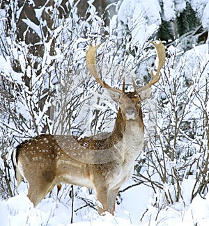 Fallow deer ( Dama dama ) photo