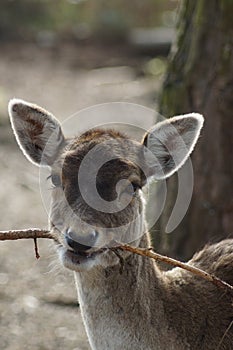 Fallow Deer - Dama dama