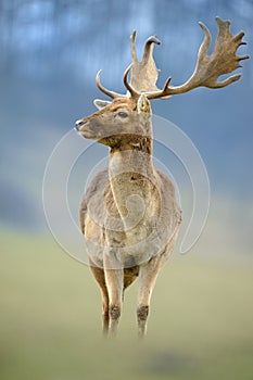 The fallow deer Dama dama