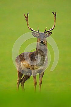 The fallow deer Dama dama