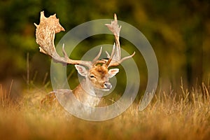 Fallow Deer, Dama dama, in autumn forest, Dyrehave, Denmark. Animal on the forest meadow. Wildlife scene in Europe. Majestic photo