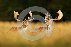 Fallow Deer, Dama dama, in autumn forest, Dyrehave, Denmark. Animal on the forest meadow. Wildlife scene in Europe. Majestic photo