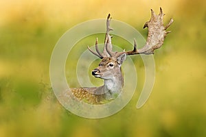 Fallow Deer, Dama dama, in autumn forest, Dyrehave, Denmark. Animal on the forest meadow. Wildlife scene in Europe. Majestic photo