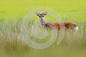 Fallow Deer, Dama dama, in autumn forest, Dyrehave, Denmark. Wildlife scene from nature, Europe. Deer in the summer grass. Animal photo