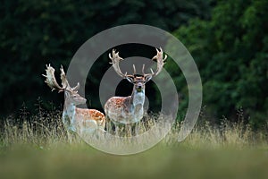 Fallow Deer, Dama dama, bellow majestic powerful adult animal in autumn forest, Dyrehave, Denmark