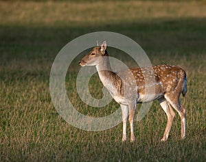 Fallow Deer Dama dama Doe in morning Light