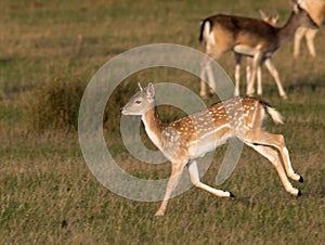 Fallow Deer Dama dama Doe in morning Light