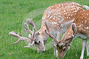 Fallow deer dama dama