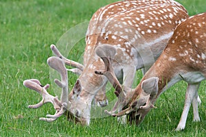 Fallow deer dama dama