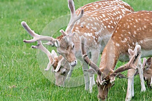 Fallow deer dama dama